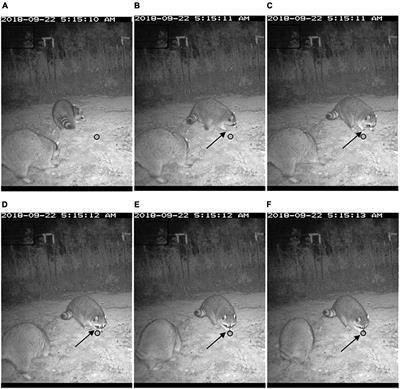 What Are the Primary Cues Used by Mammalian Predators to Locate Freshwater Turtle Nests? A Critical Review of the Evidence